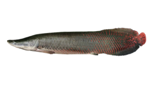 pirarucu da origem.png