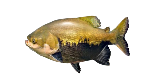 tambaqui da origem.png